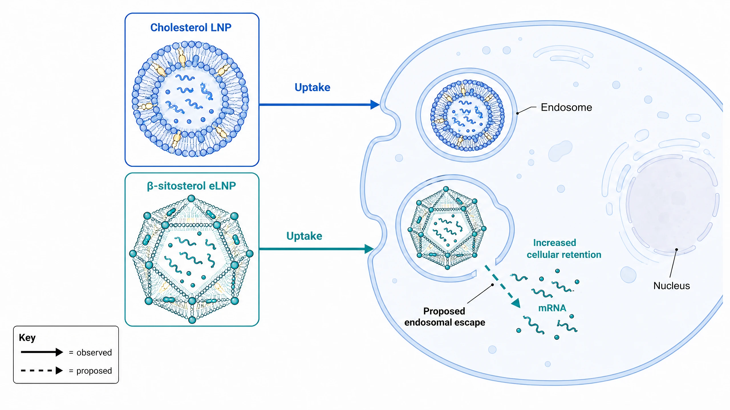 Graphical abstract example: mRNA delivery