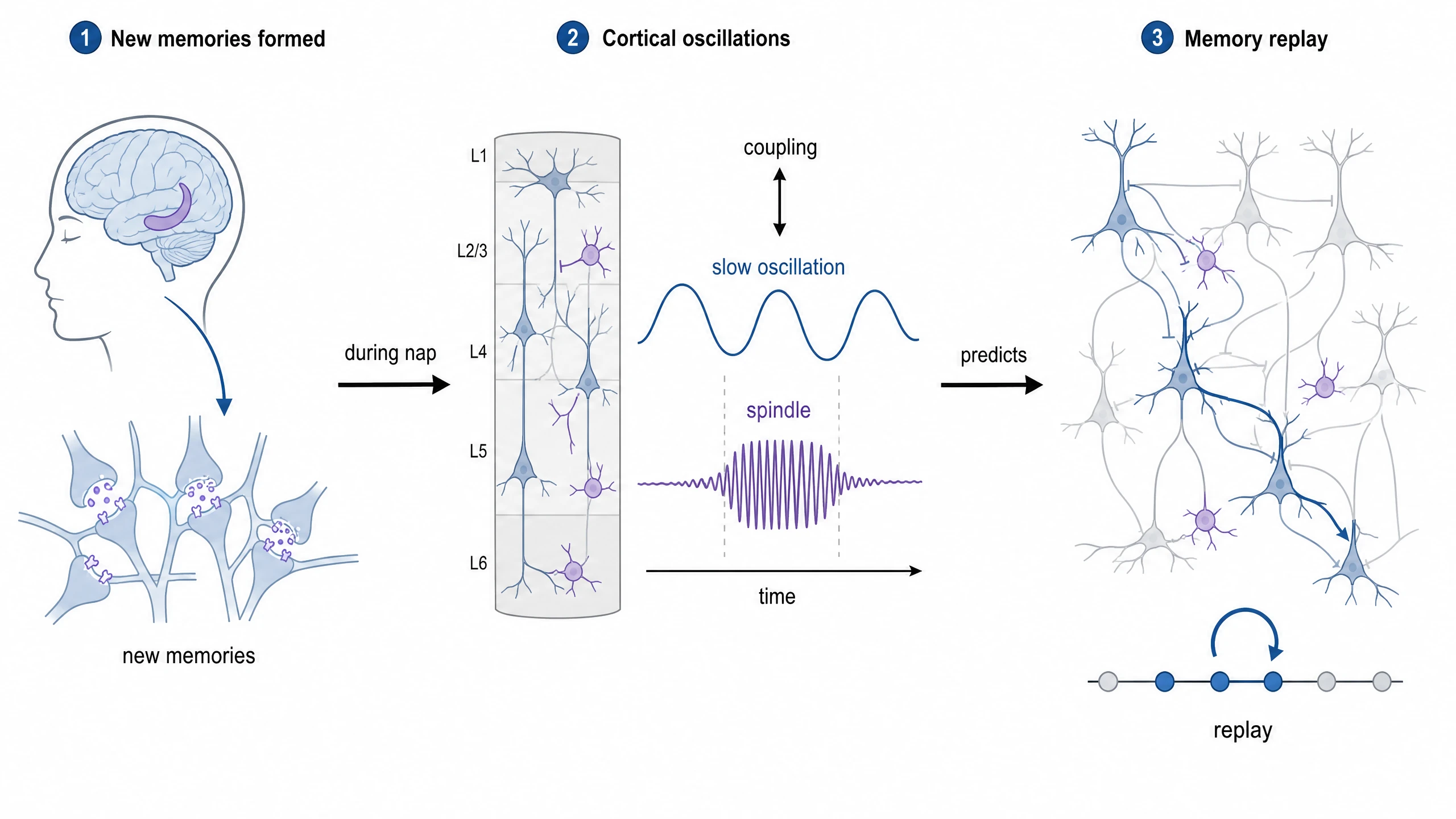 Memory replay during a nap: slow oscillations, spindles and their coupling predict replay.
